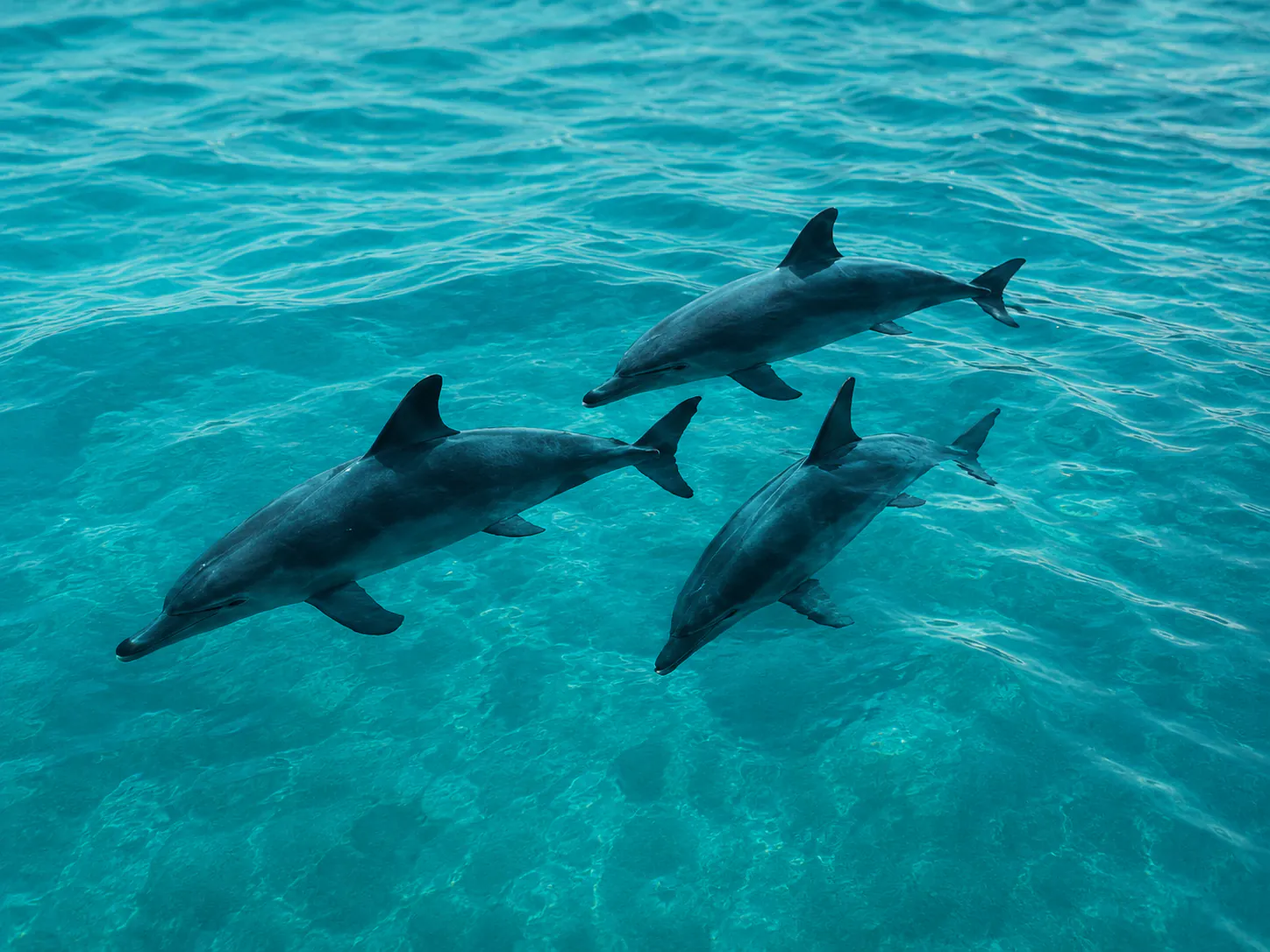 Dolphin Cruise on Patacon Cruise Zanzibar